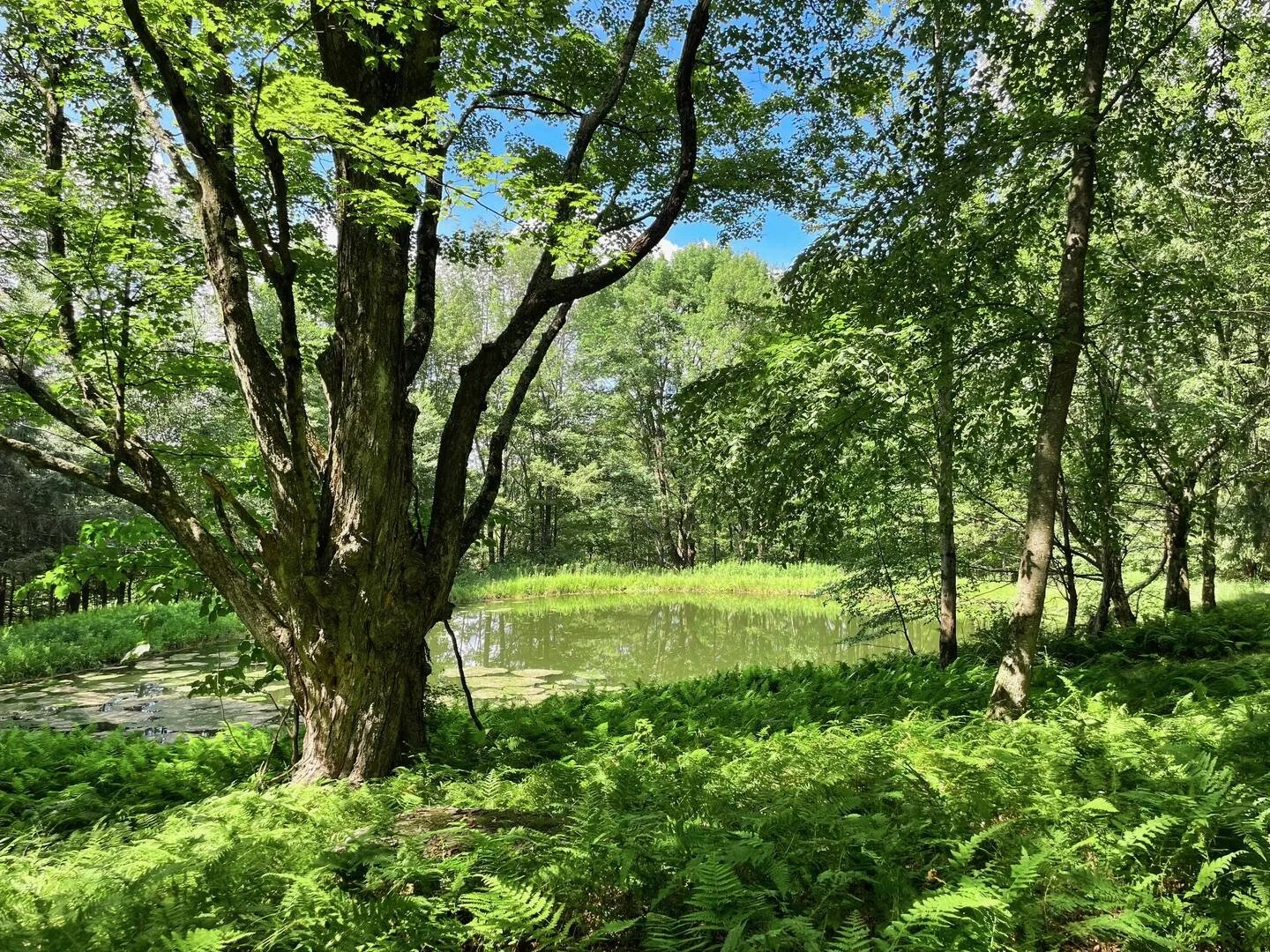 Why June Is One of the Best Months to Visit the Catskills