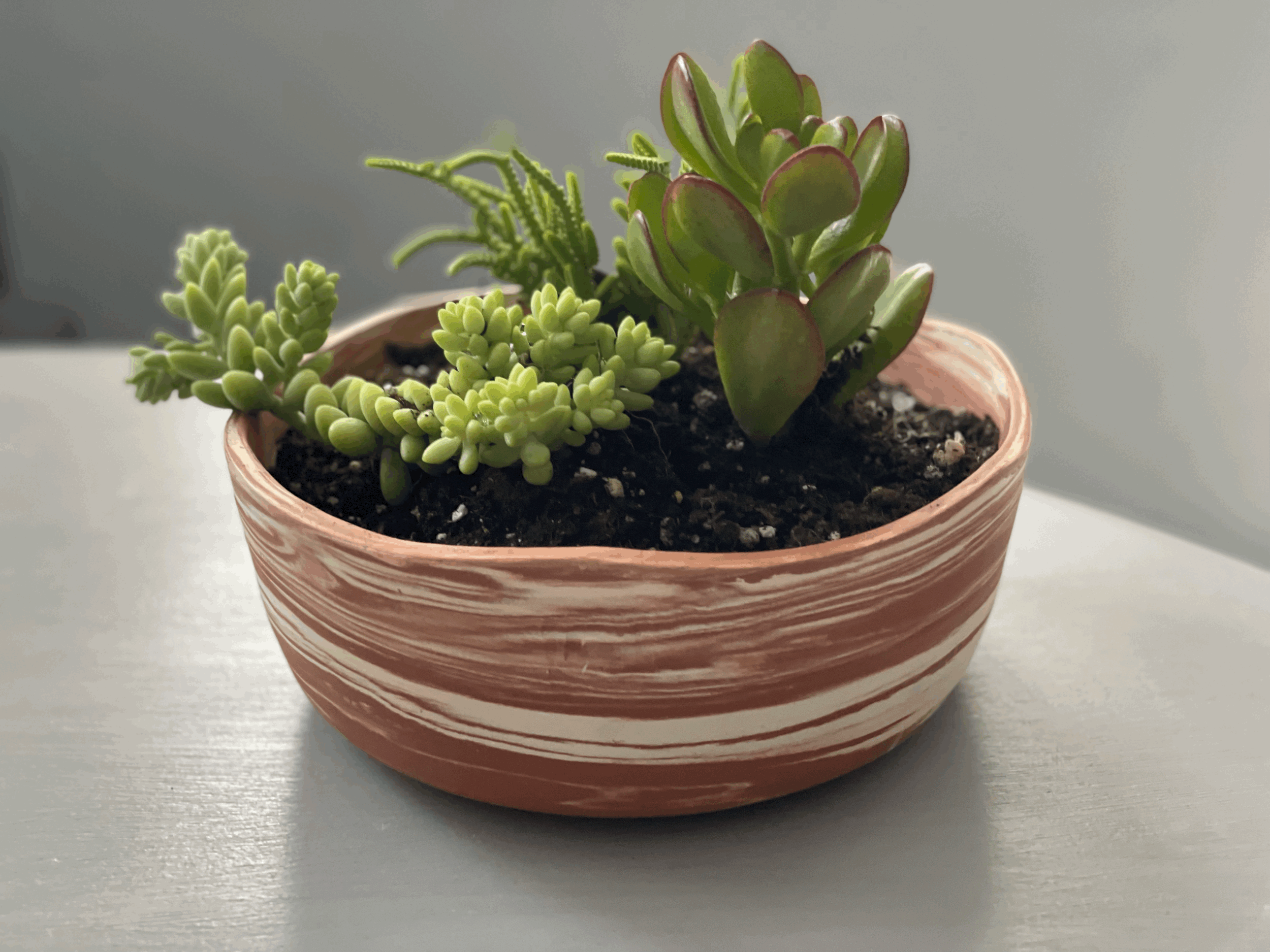 Organic succulent planter