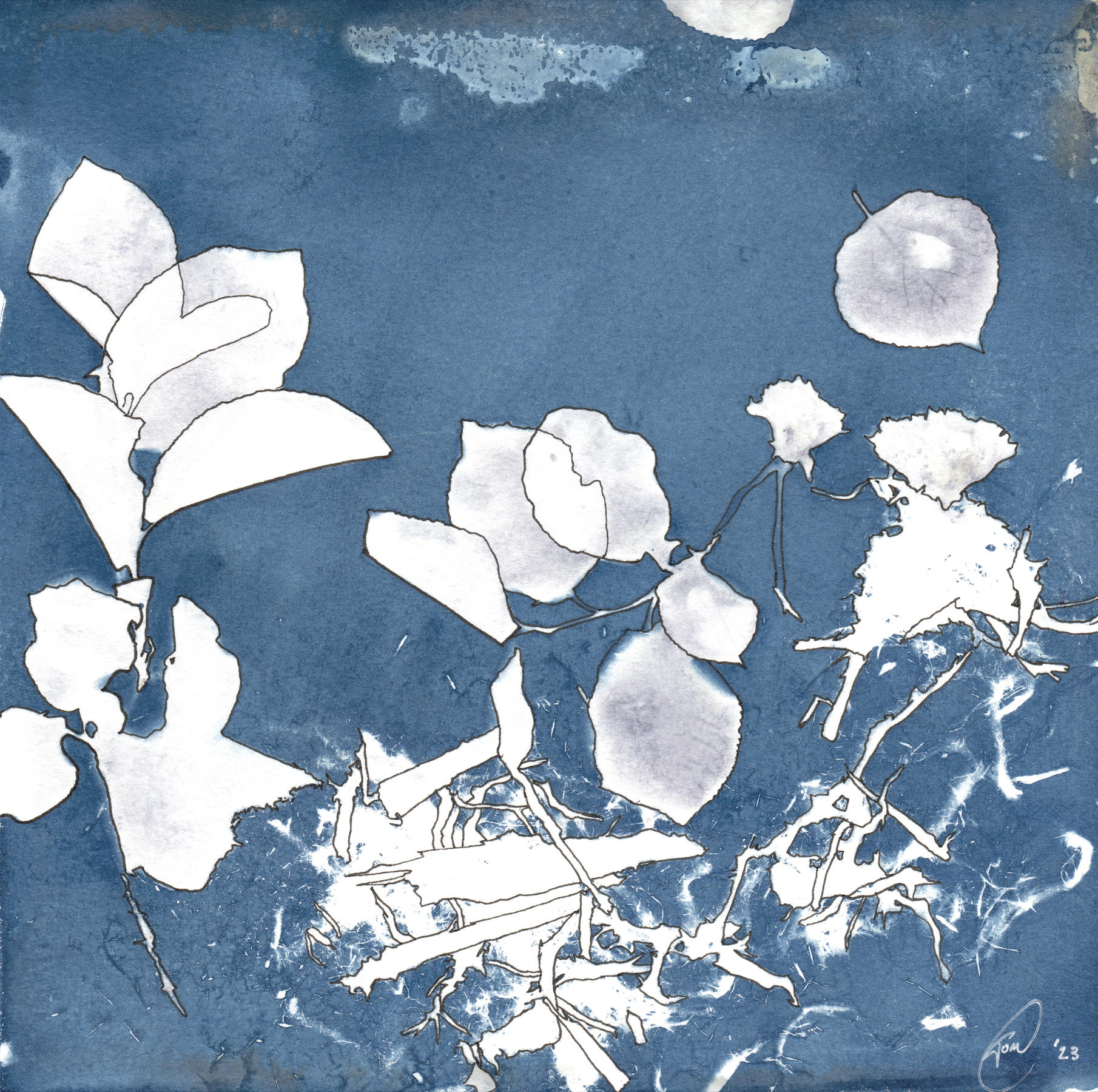 aspen fall 2, cyanotype and pen, 2023