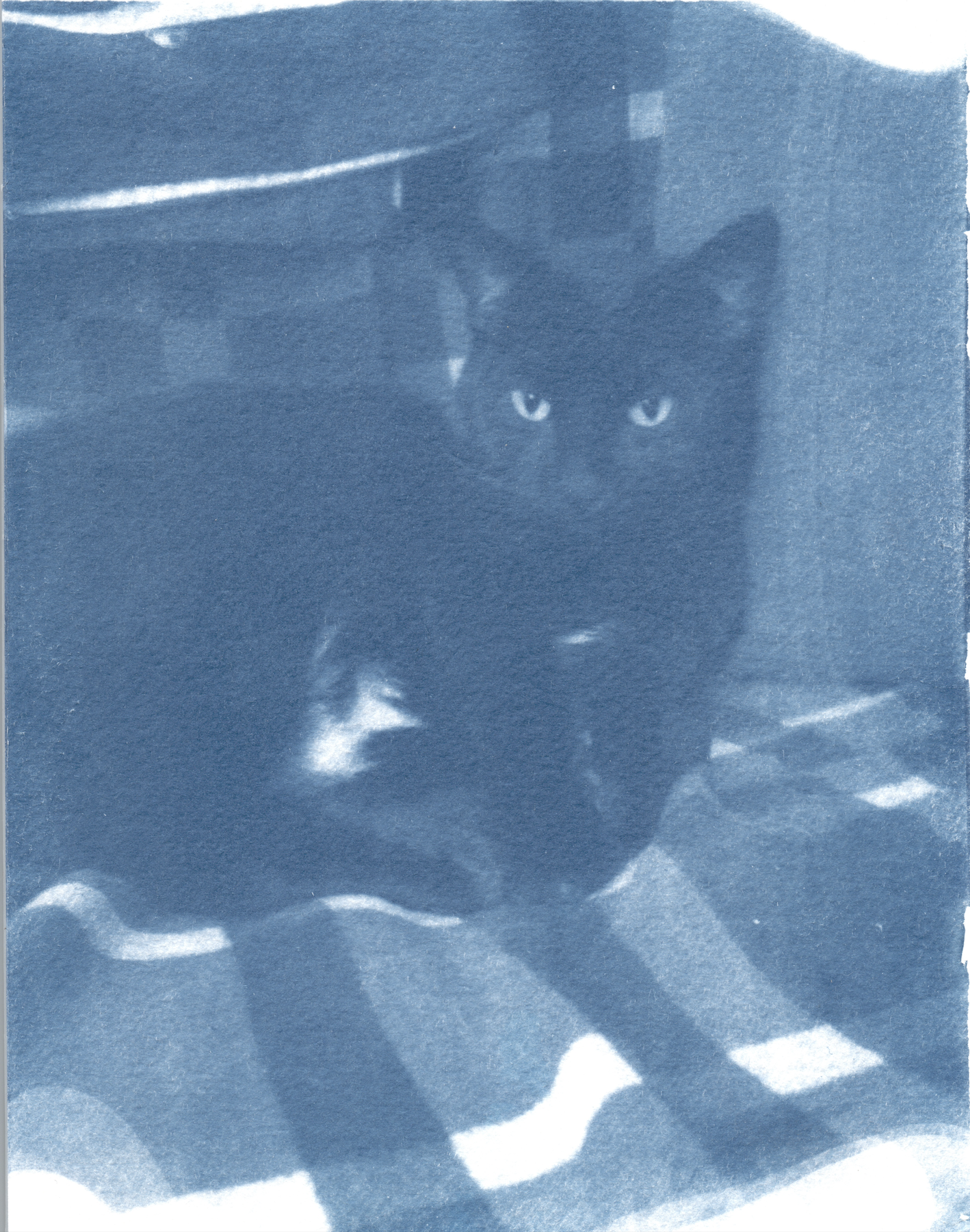 onyx 2, cyanotype, 2023
