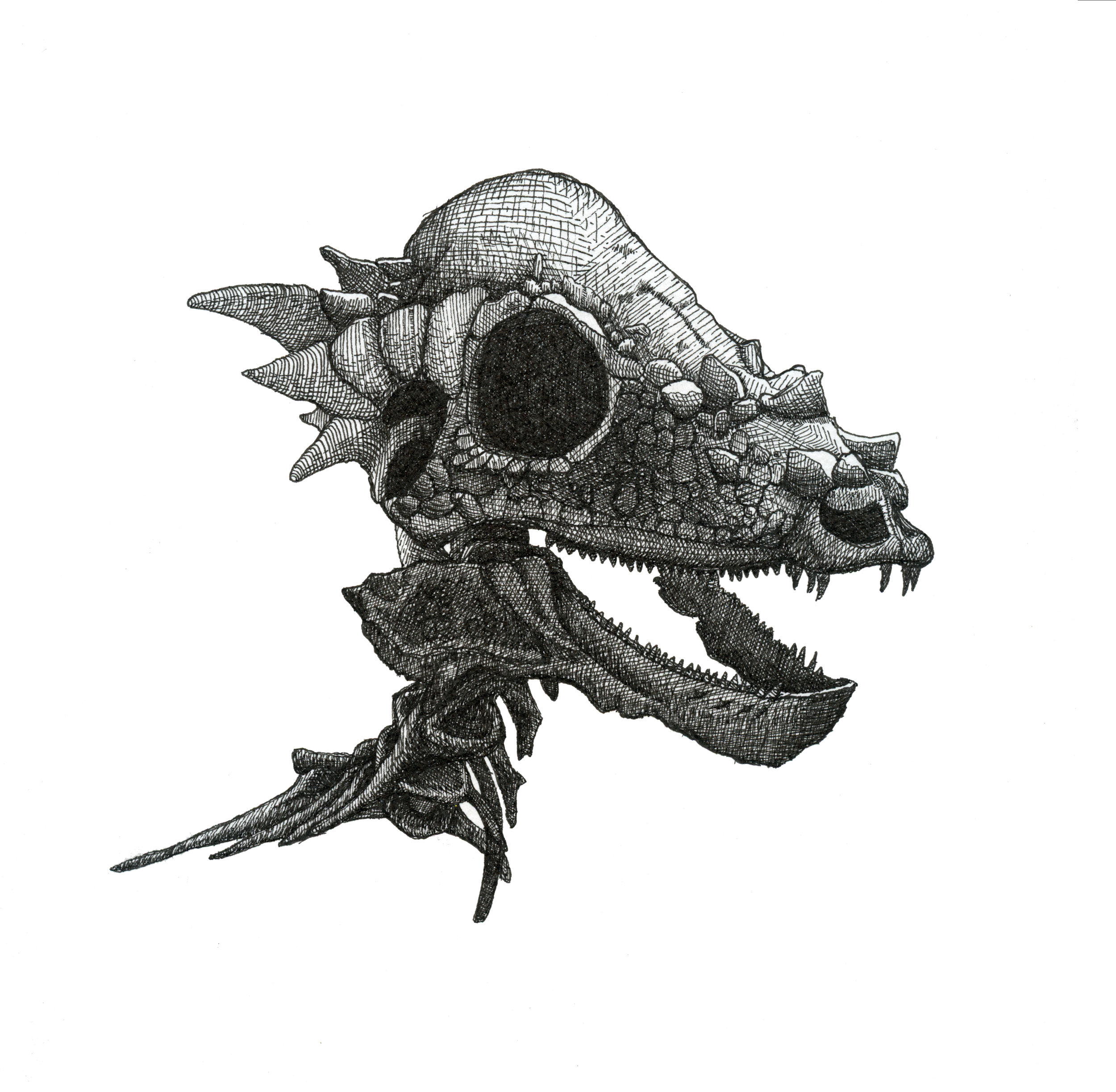 skull of pachycephalosaurus, pen, 2021