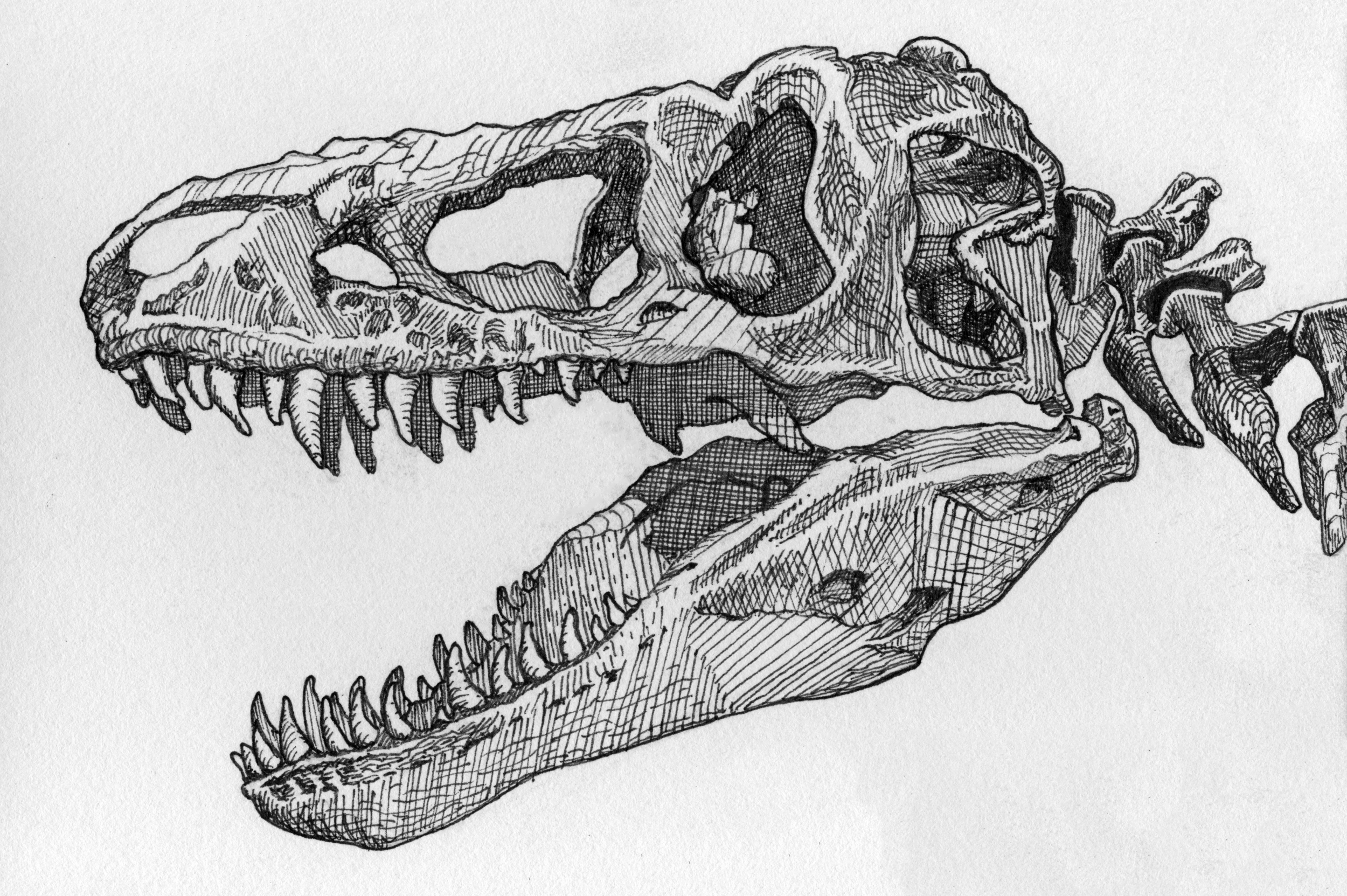 skull of tarbosaurus, pen, 2019