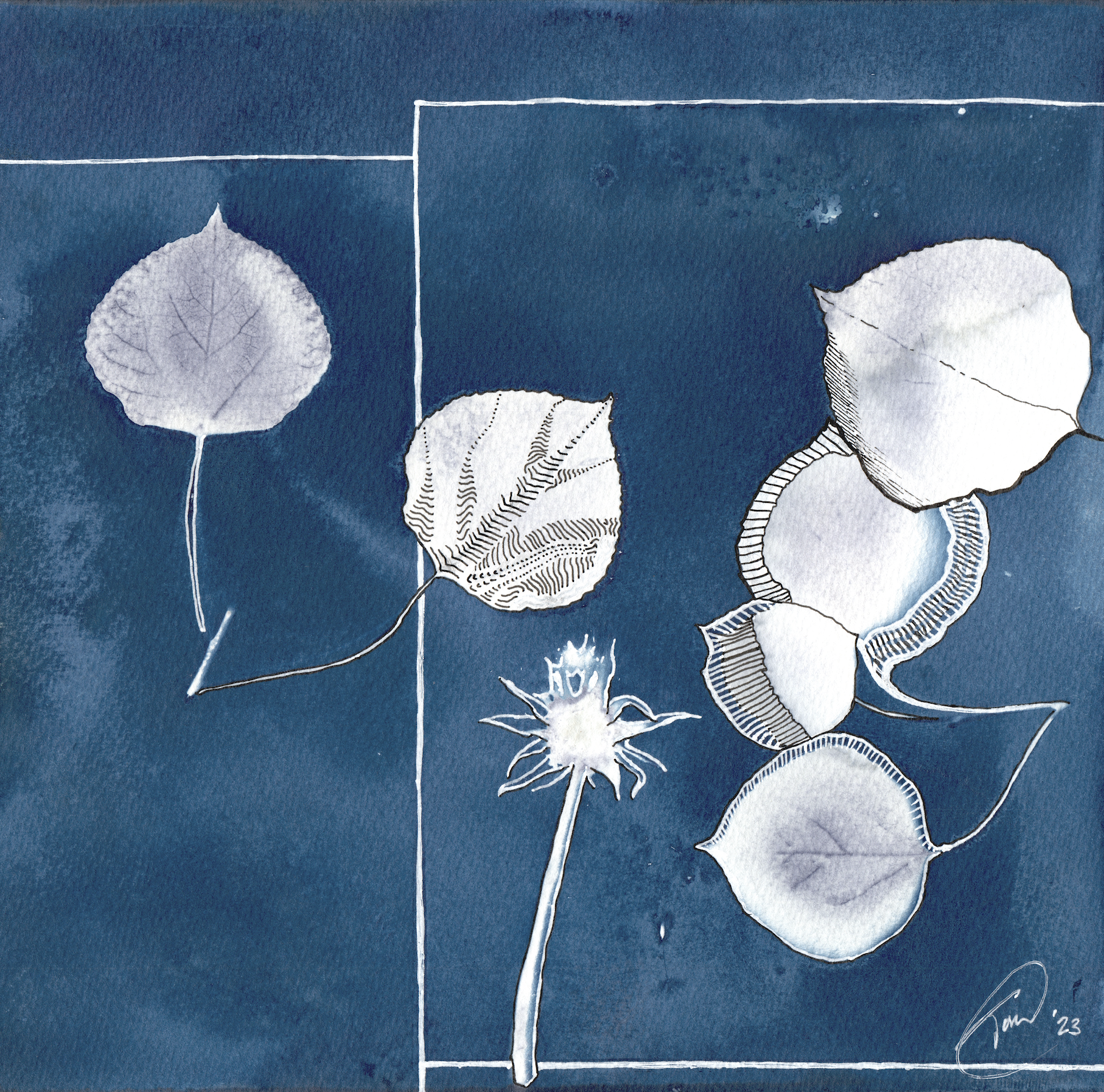 aspen fall 1, cyanotype and pen, 2023