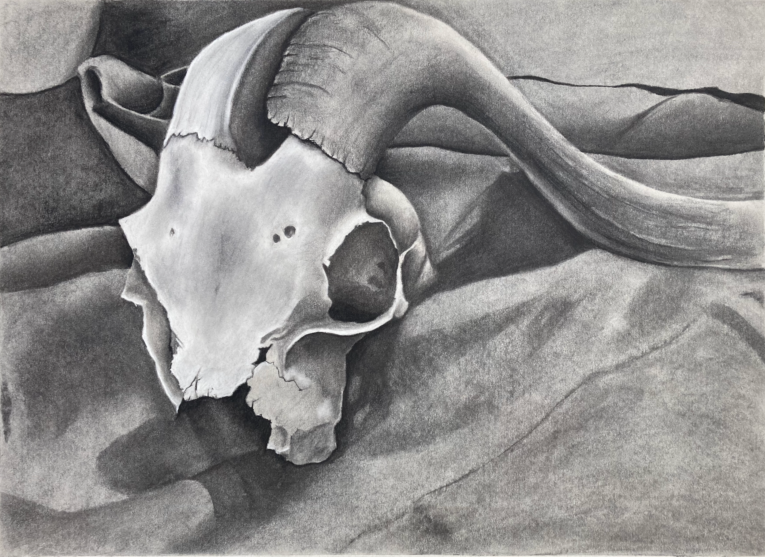 still life with ram skull, pencil and charcoal, 2022