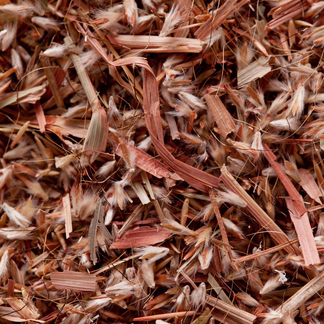 Close-up of dry lemongrass blades and seeds.