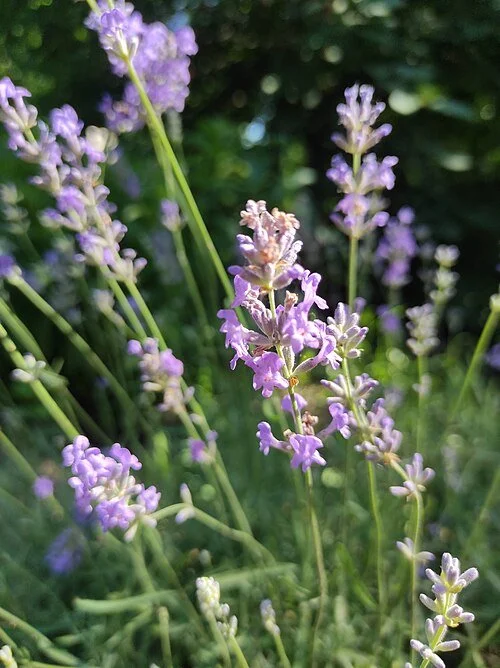 Purple flowers of true lavender, Lavandula angustifolia