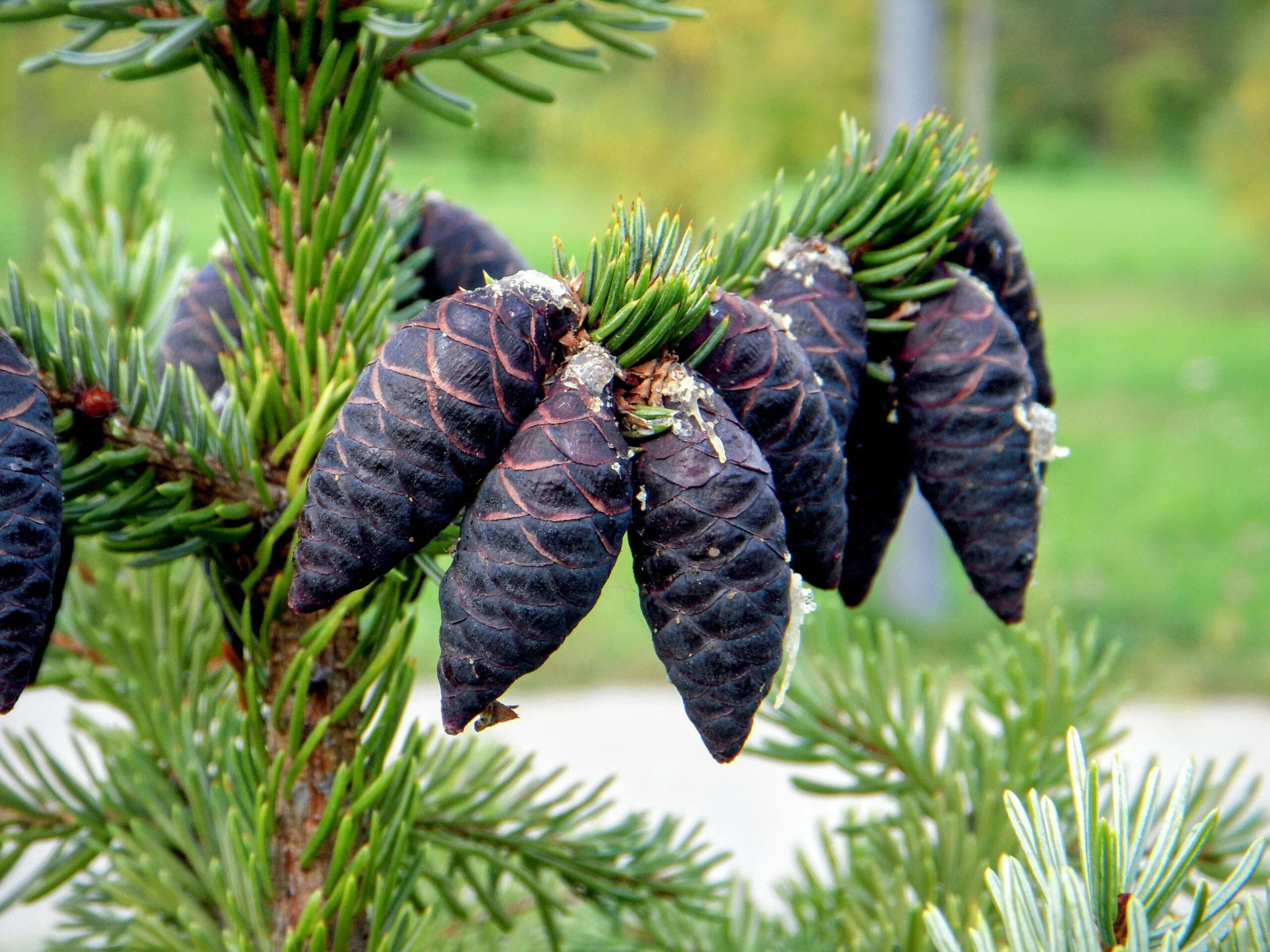 Black spruce