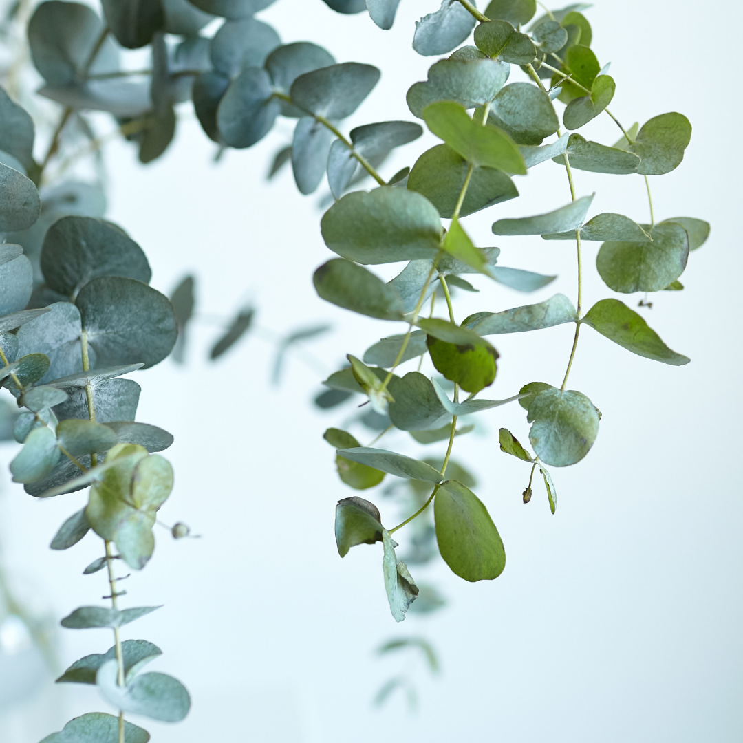 Eucalyptus essential oil