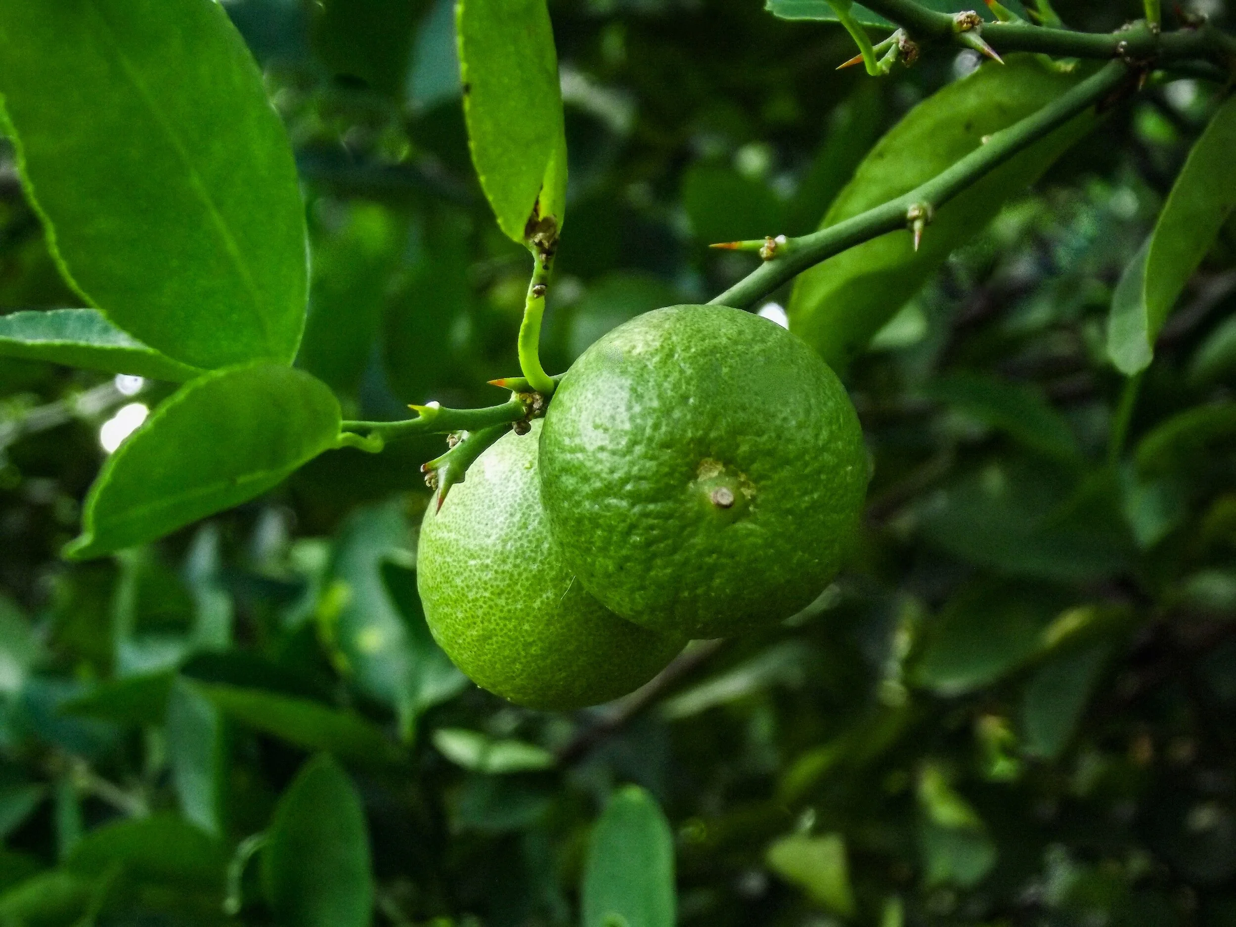 Two green limes hanging on a tree branch with green leaves.