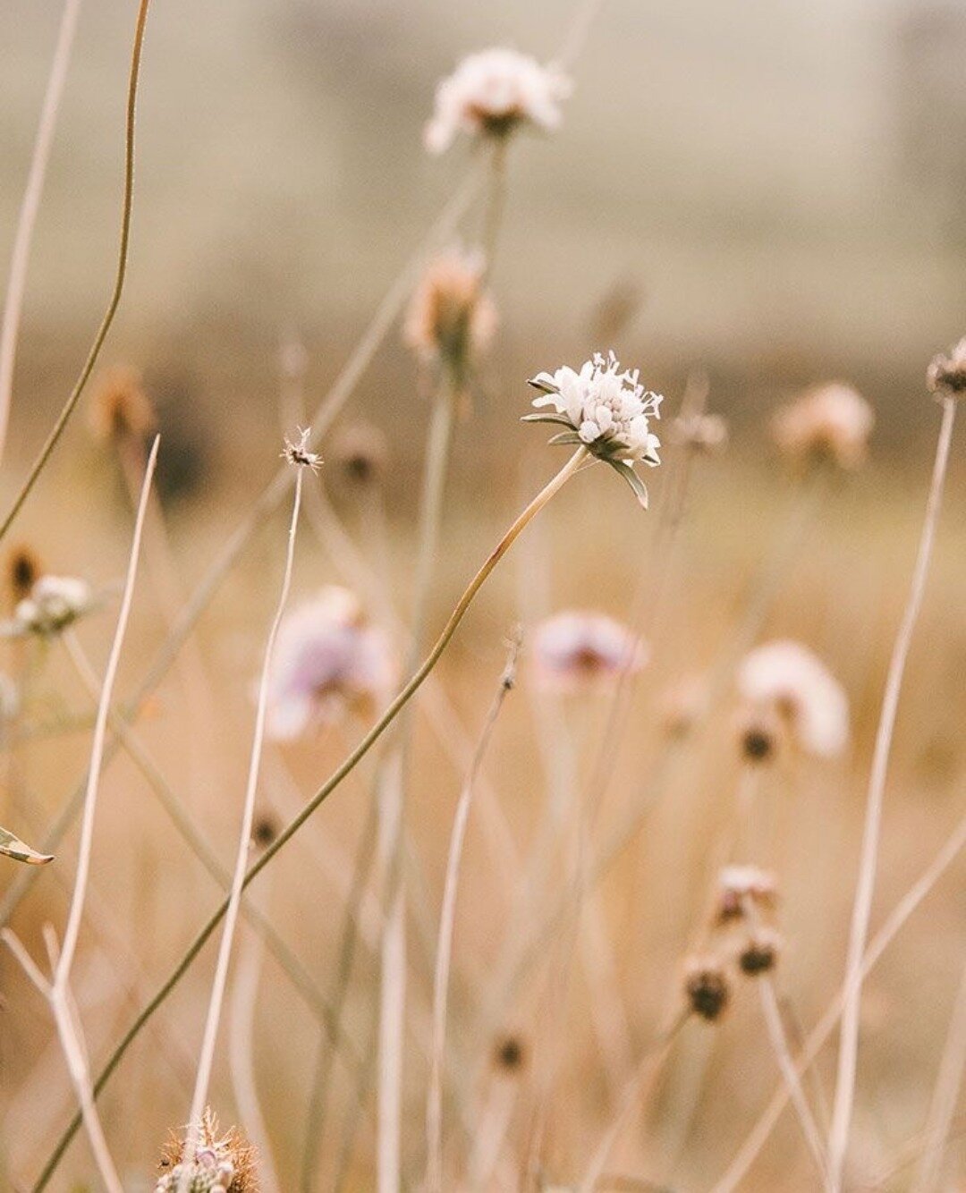 At Henley Naturals we are deeply passionate about reconnecting individuals with nature for holistic well-being. Our brand revolves around the idea of returning to the garden, embracing our relationship with the plant world, and recognising the insepa