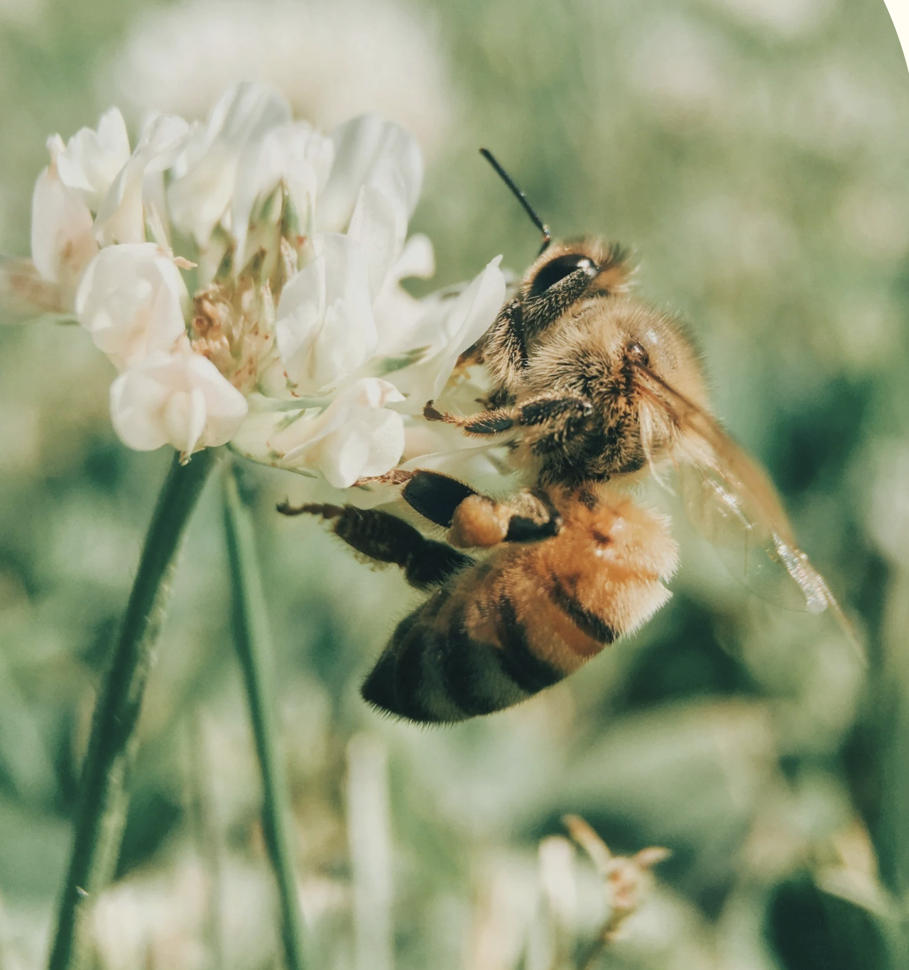 Natural Remedies for Hay Fever - Finding relief when spring arrives
