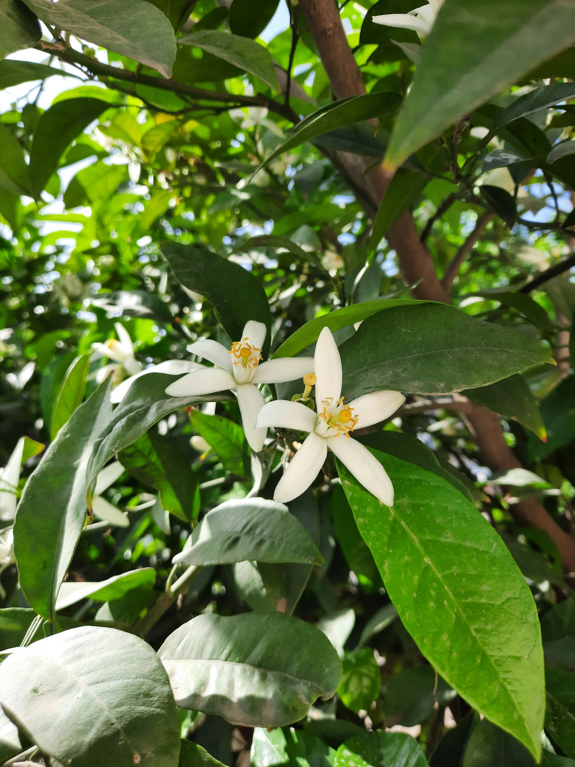 White orange blossom among green leaves