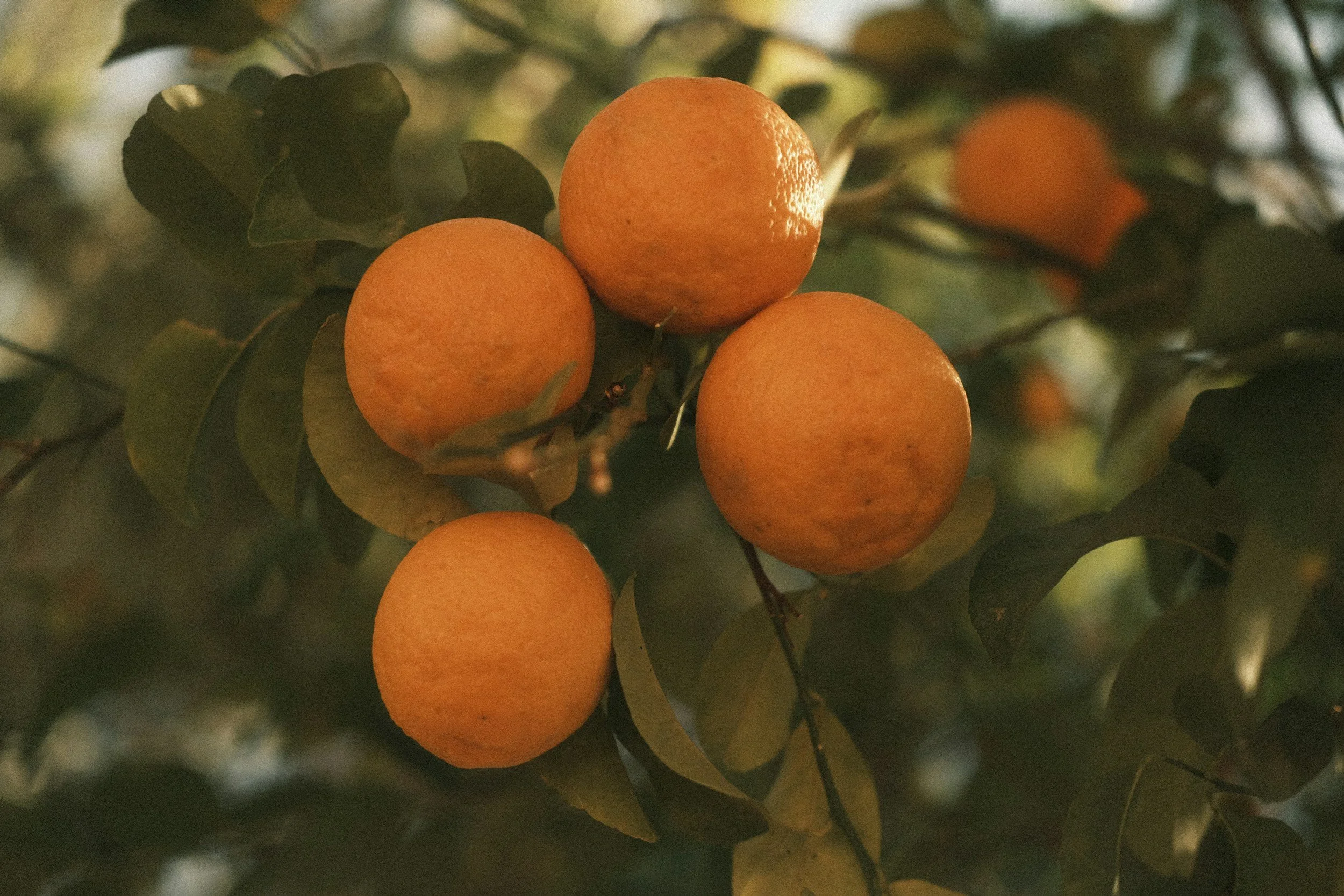 Ripe sweet oranges growing among green leaves