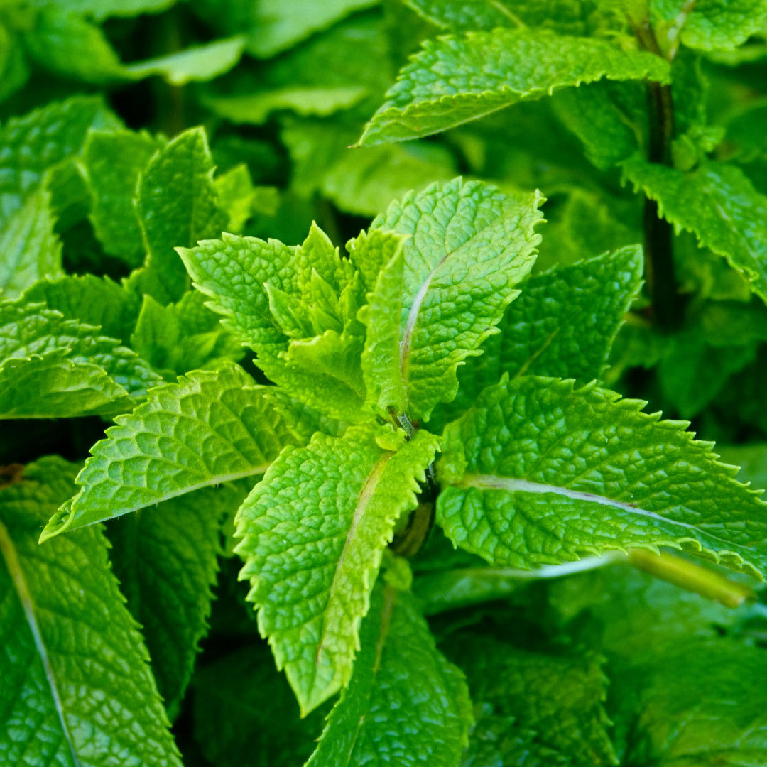 Close-up of fresh green mint leaves.