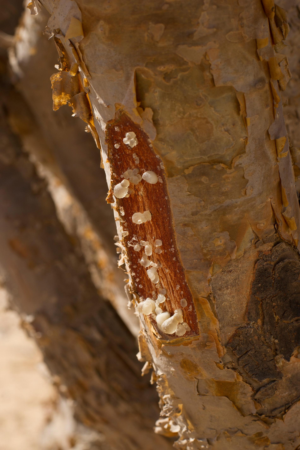 Tree bark with dried sap beads
