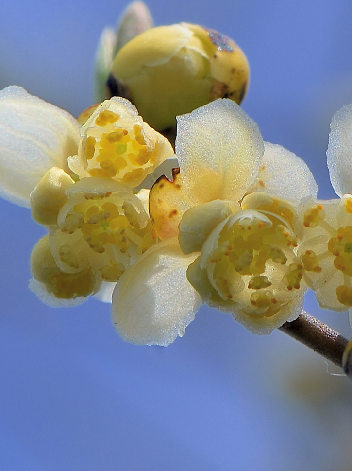 Close-up of yellow flowers with small petals and stamens against a blue background.