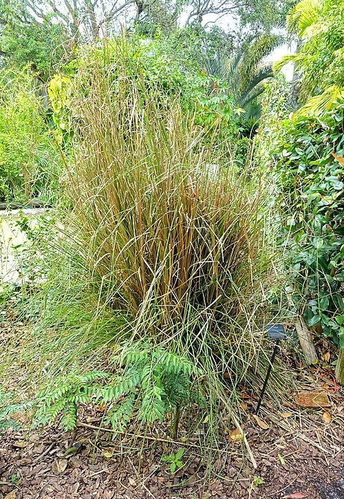 Vetiver grass, Chrysopogon zizanioides, growing in a botanical garden