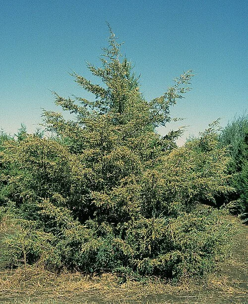 Eastern red cedar tree, Juniperus virginiana