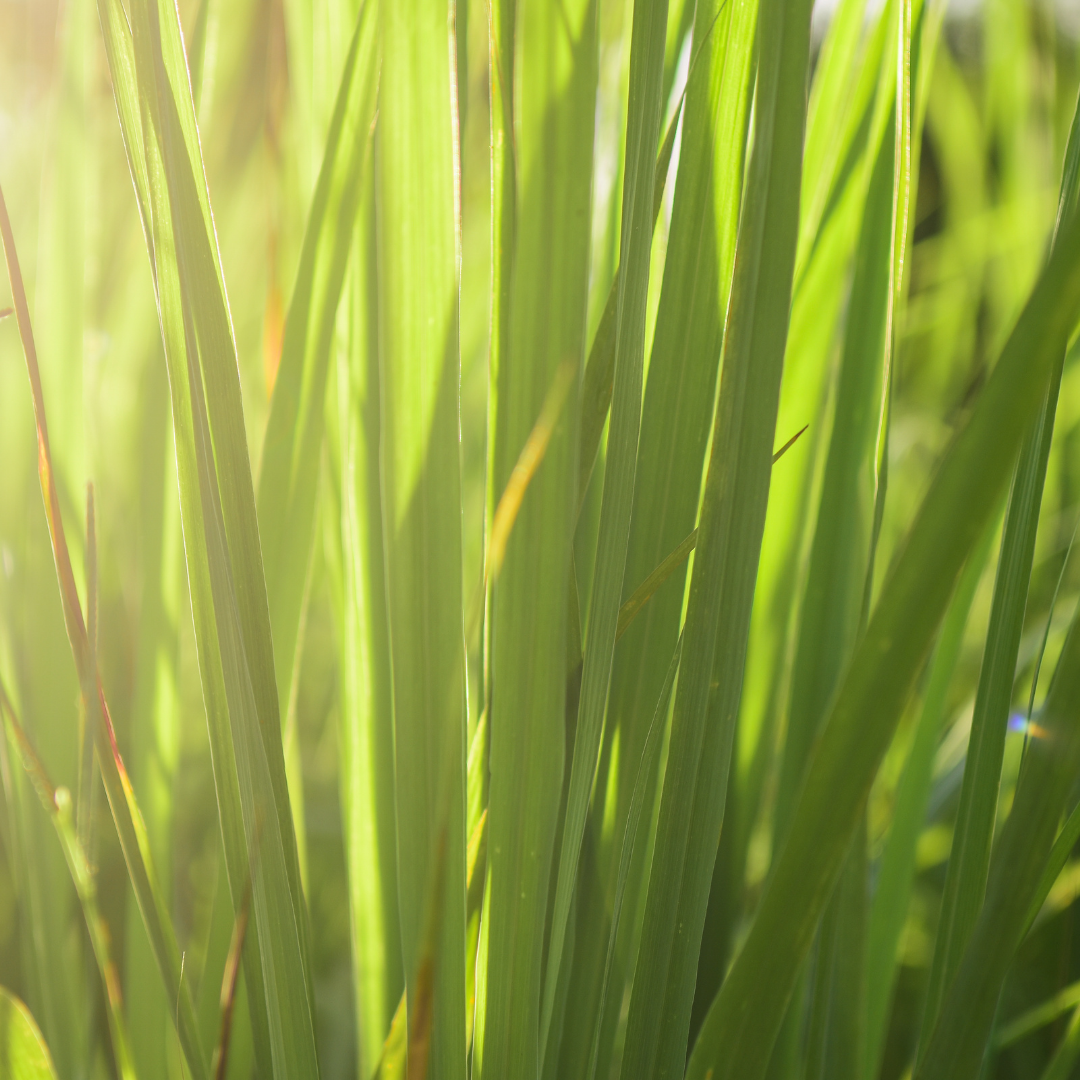 Close-up of green grass blades with sunlight filtering through.
