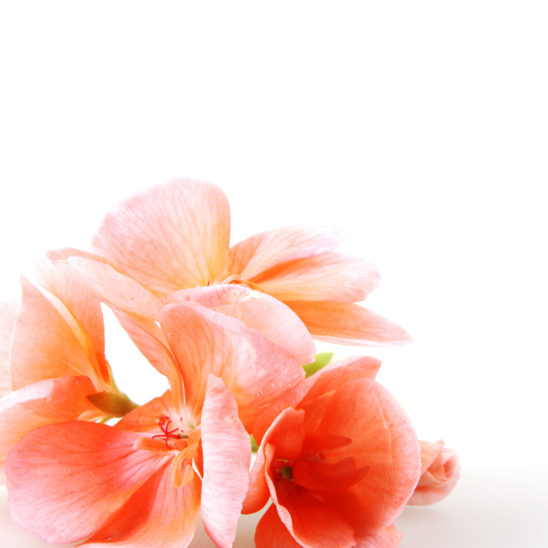 Close-up of pink and orange geranium flowers against a white background.