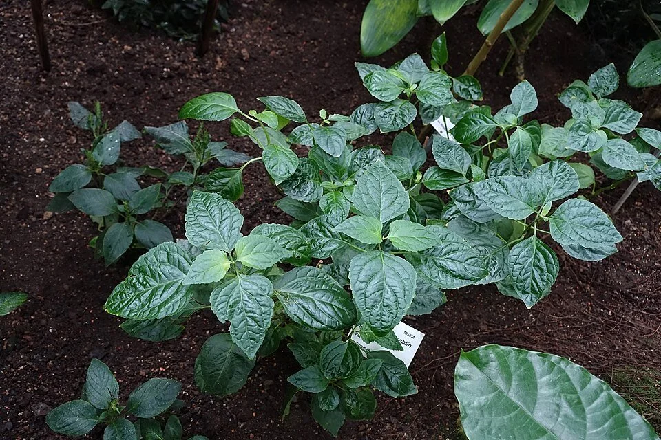 Green leaves of the patchouli plant, Pogostemon cablin
