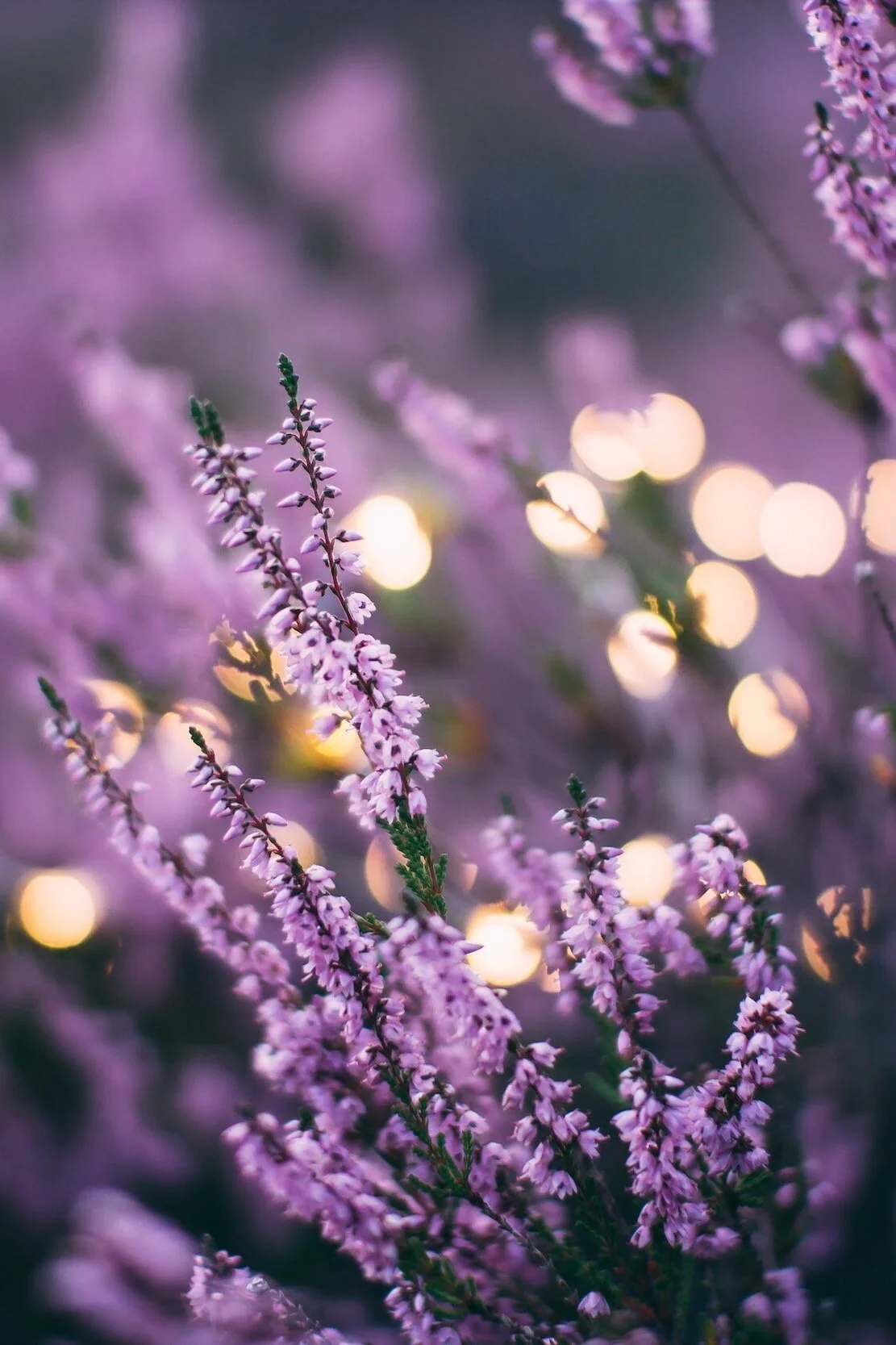 Close-up of pink heather flowers with soft bokeh lights in the background.