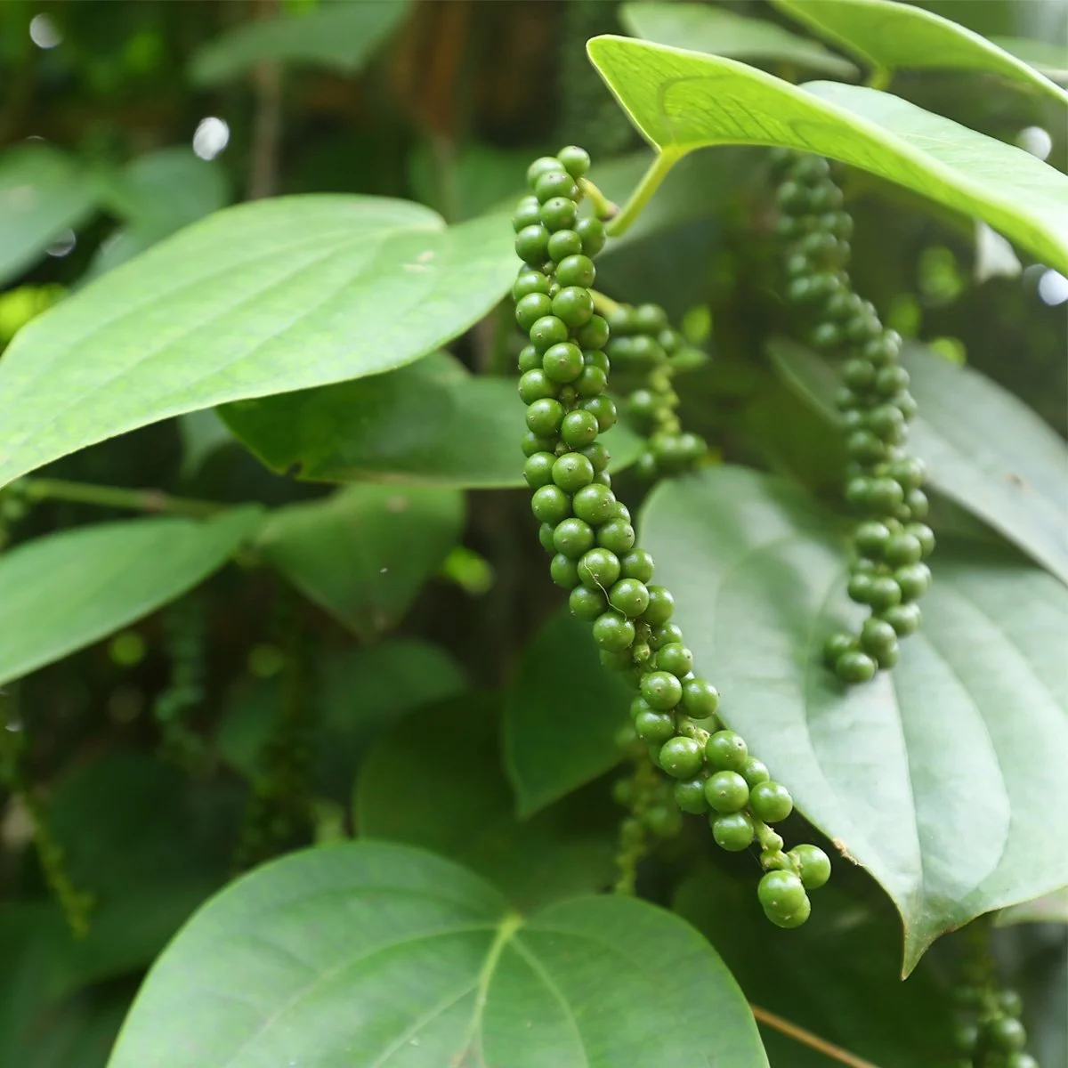 Green peppercorns growing on a vine with large leaves