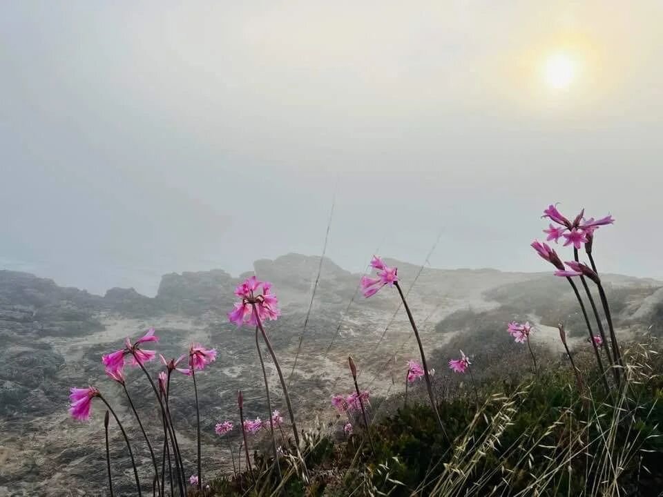 The naked ladies have arrived at Mendocino Headlands State Park! Thank you @mendocino111 for capturing this gorgeous photo!

According to Naturalist.com &quot;Naked lady flowers or naked lady lilies are a unique phenomenon in the late summer garden: 