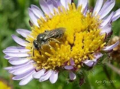 Celebrate the first-ever California State Parks Week with us on Thursday, June 16 at 2:30 pm for Health and Wellness Day!

Join MendoParks and park staff for a &quot;wildflower wellness&quot; exploration at Mendocino Headlands State Park. Discover ho