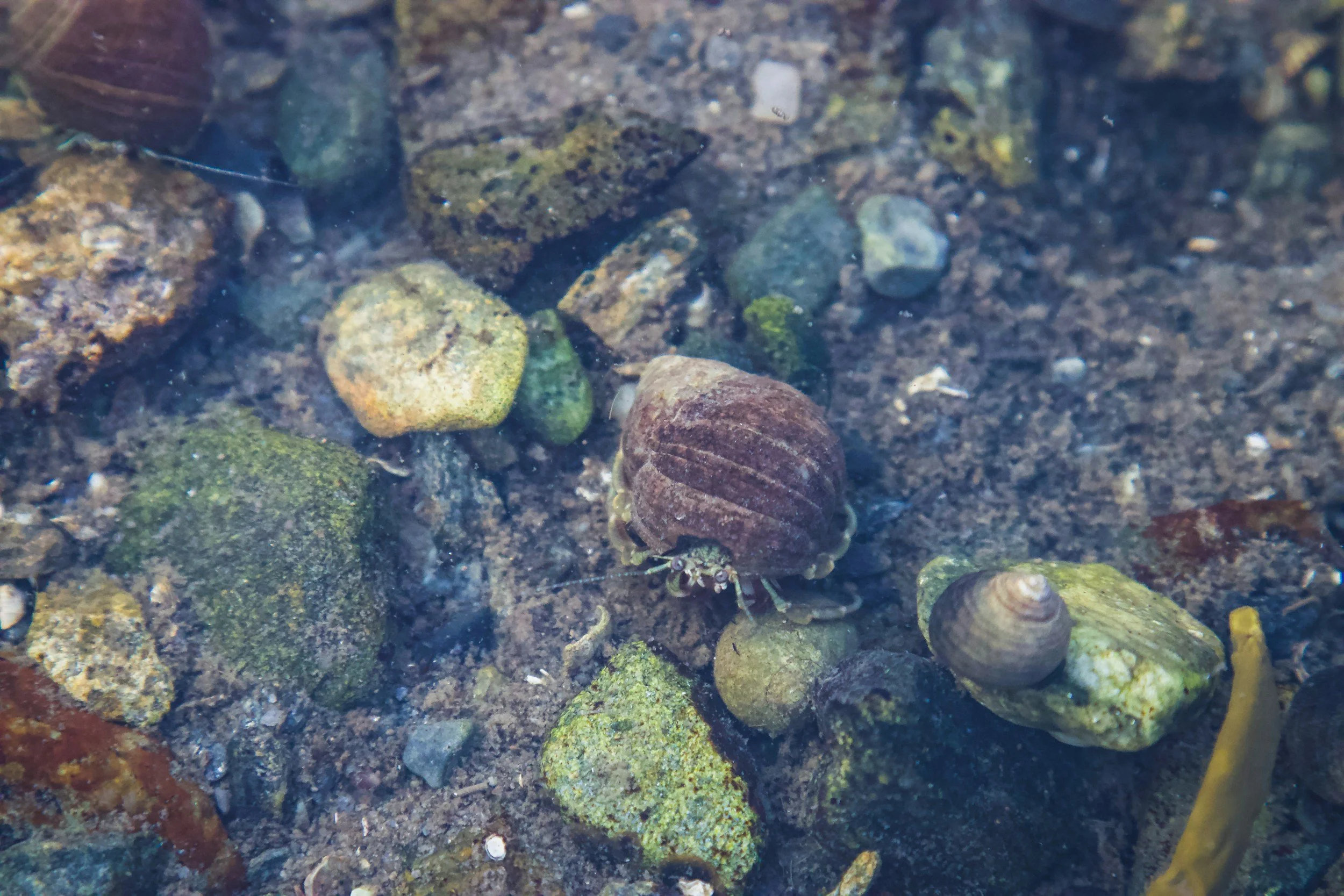 Tidepool critters on the Mendocino Coast