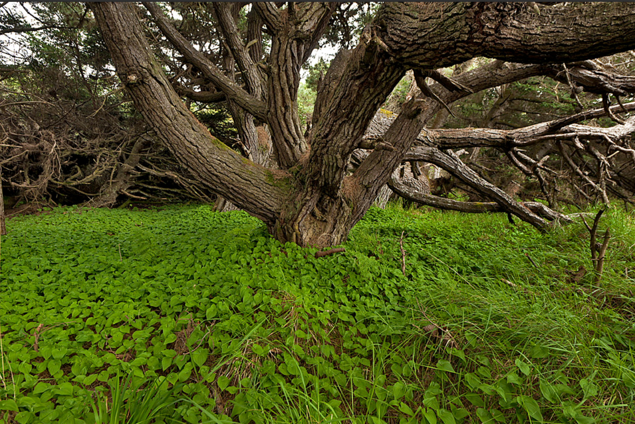 Writing in Nature Workshop