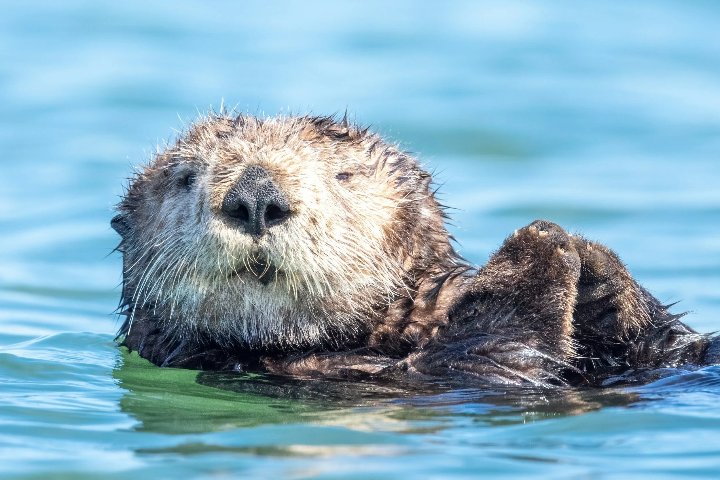 Campfire Program: Hungry Hungry Sea Otters!
