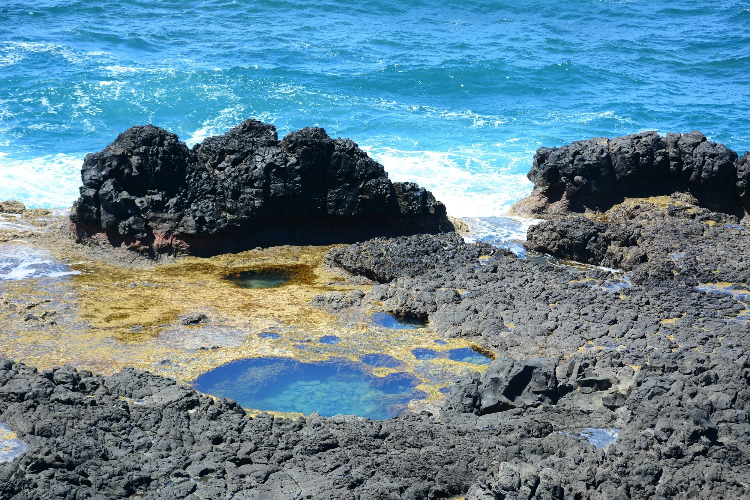 Intro to Tidepooling
