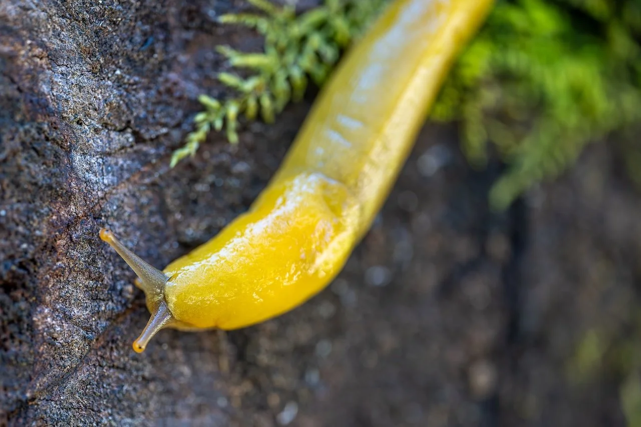 Campfire Story Time: Sammy the Slug (MacKerricher)
