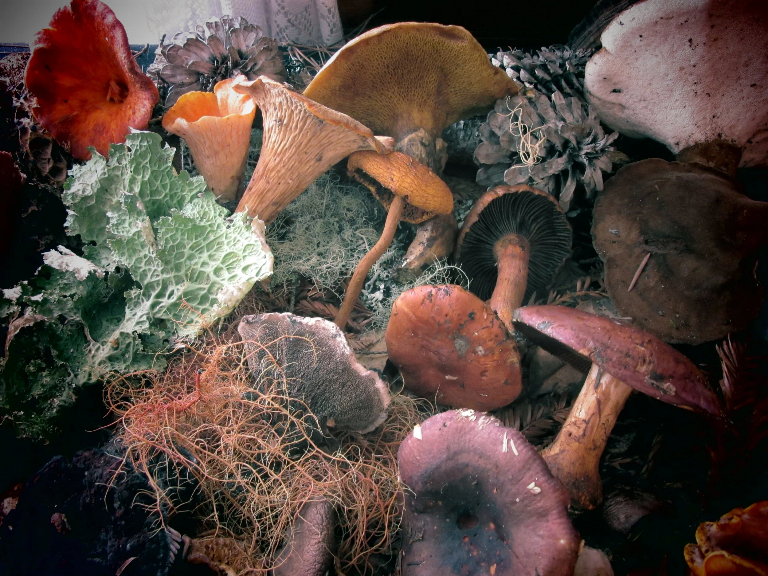 Annual Mushroom &amp; Lichen Display