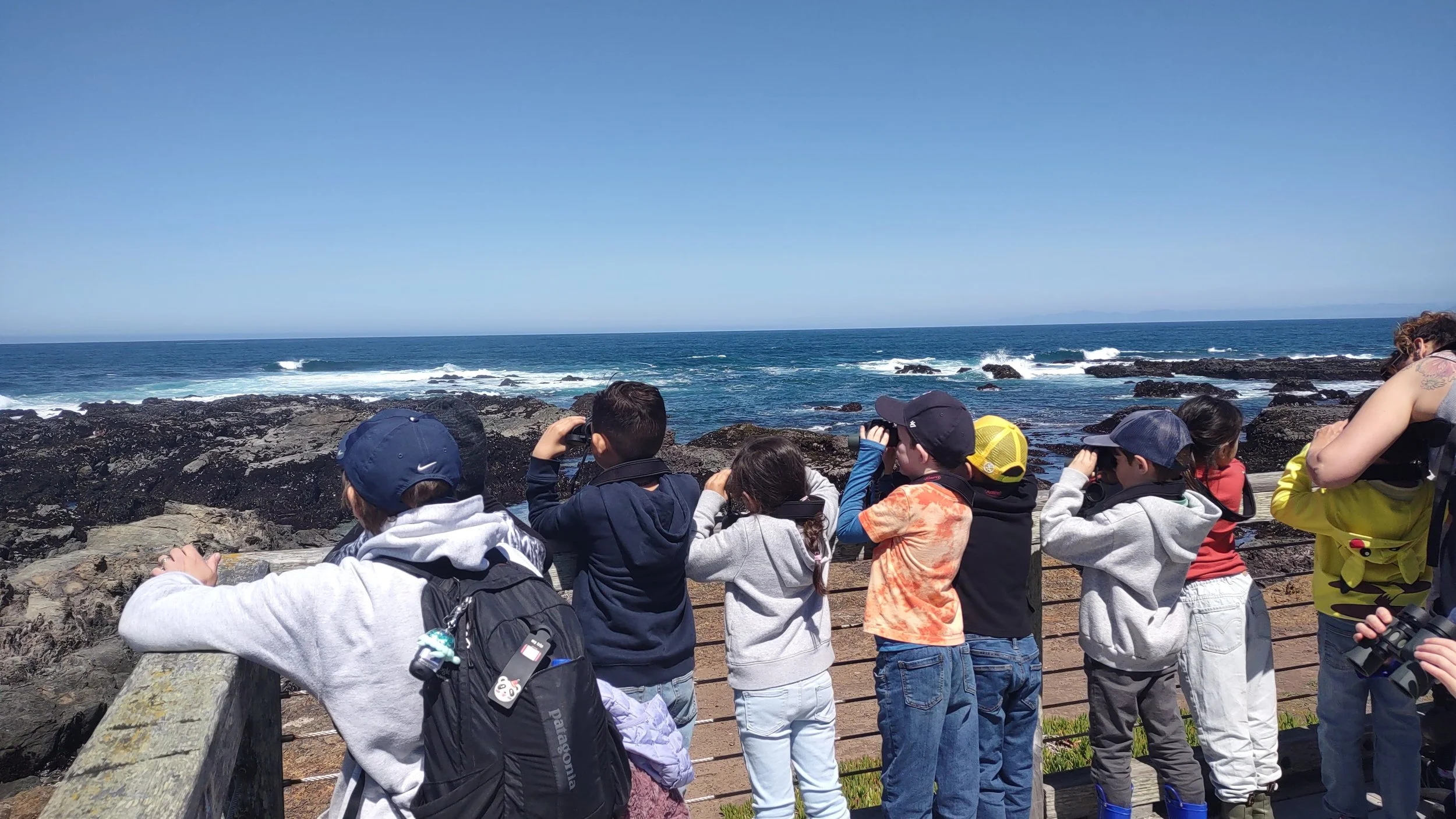 Harbor Seal Spotting Station