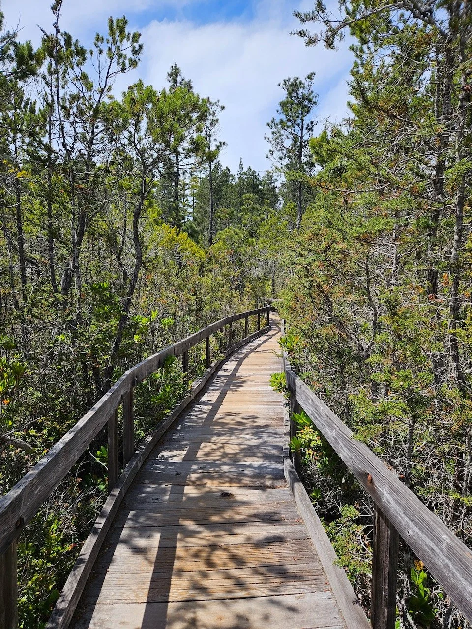 Pygmy Forest Walk (Van Damme)