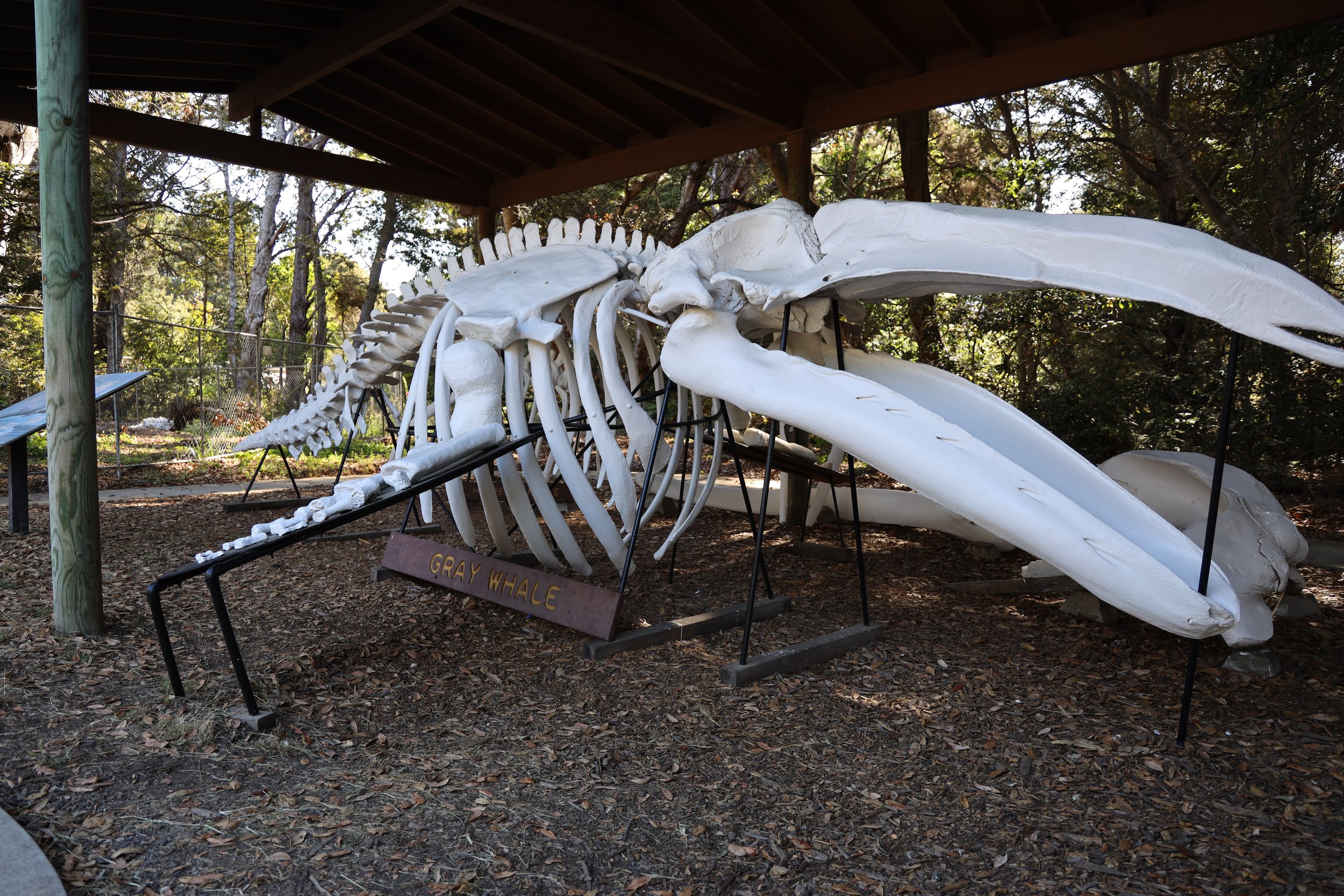 Whale Skeleton at MacKerricher State Park