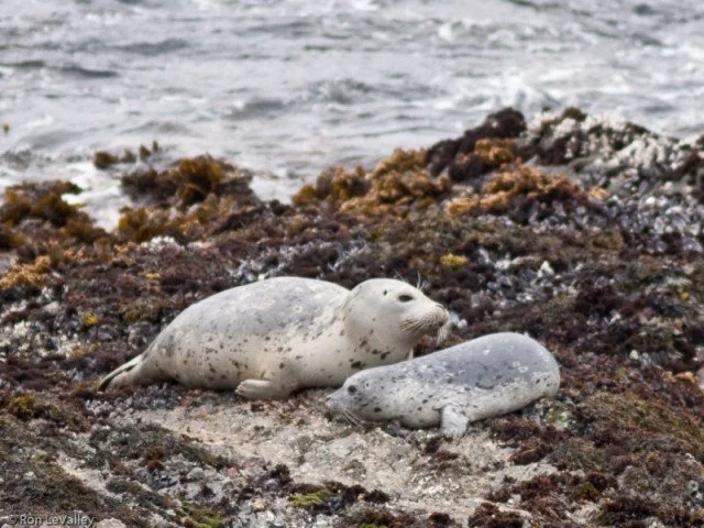 Harbor Seals and Binoculars!