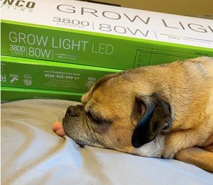unclegsfarm_iowa_farm_garden_dog_sleeping_grow-lights.jpg