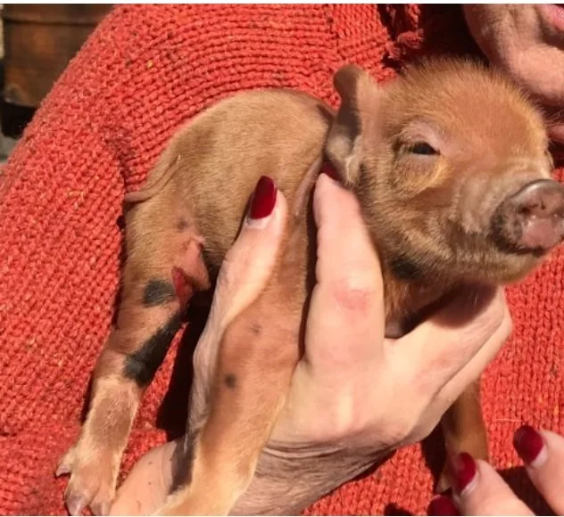 Woman holding a piglet