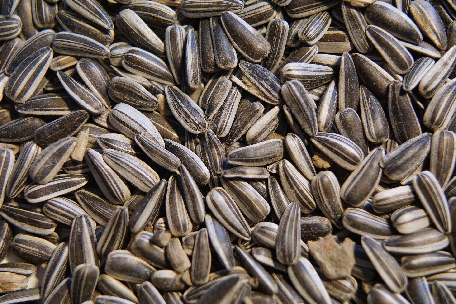 Bulk striped sunflower seed in Merriam, KS