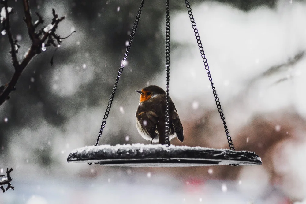 Winter Bird Feeding Tips to Keep Backyard Birds Happy — Merriam Feed + Seed
