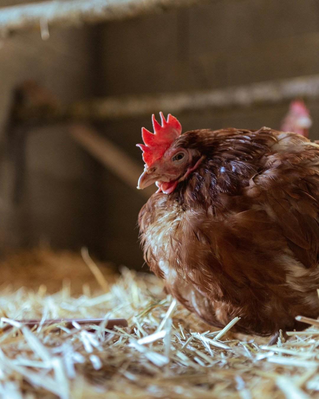 Winter isn&rsquo;t hard on chickens.
Bad winter prep is.

Fresh water, clean bedding, and quality feed go a long way.
If your flock needs a cold-weather upgrade, we&rsquo;ll point you in the right direction.