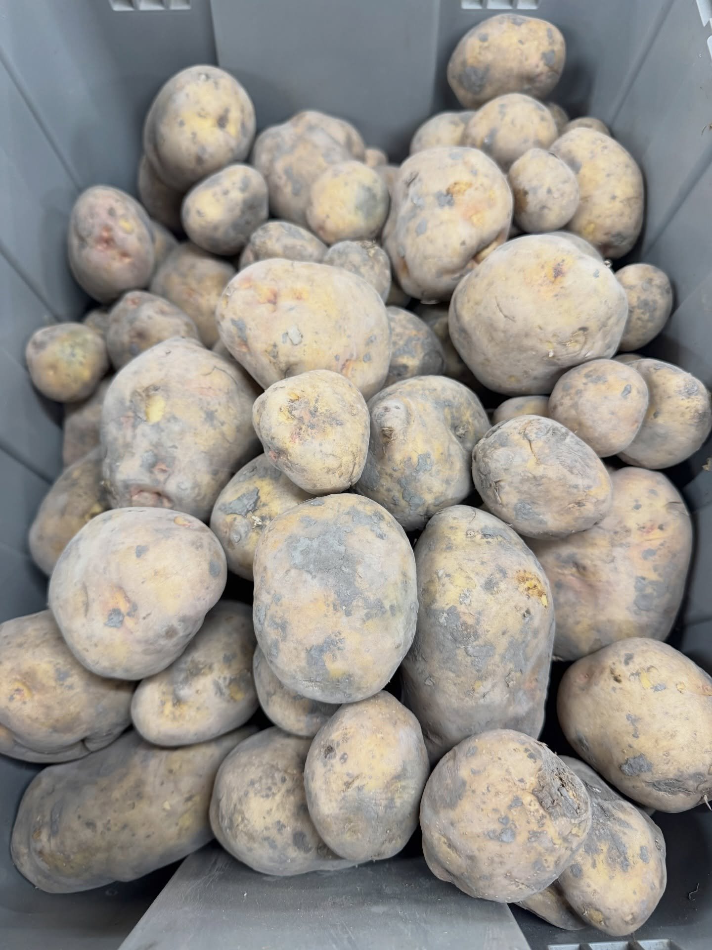 Seed potatoes &amp; onion sets are in stock NOW at Merriam Feed! 🥔🧅 Gold, Kennebec &amp; Red Norland potatoes. Plus Red, Yellow &amp; White onion sets. 🌱