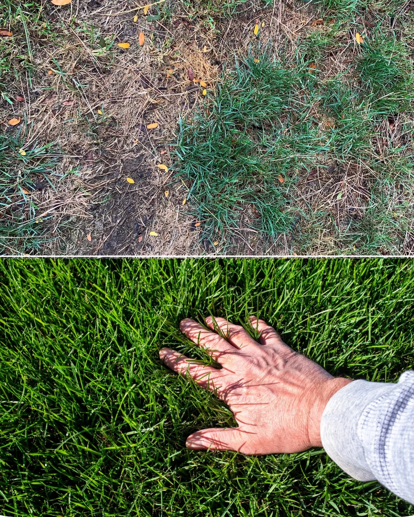 Bare patches judging you? 👀 Come grab some grass seed and we can help you fix that.