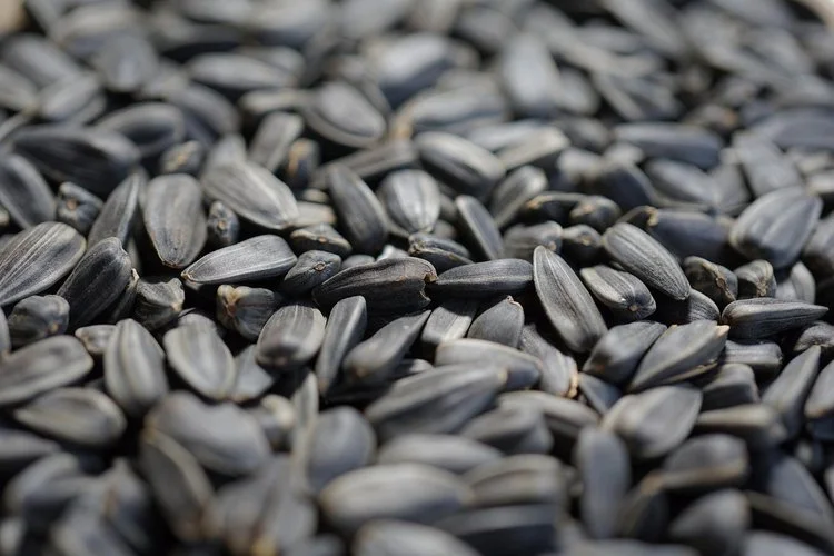 sunflower-seeds-g0bd12228f_1920.jpg