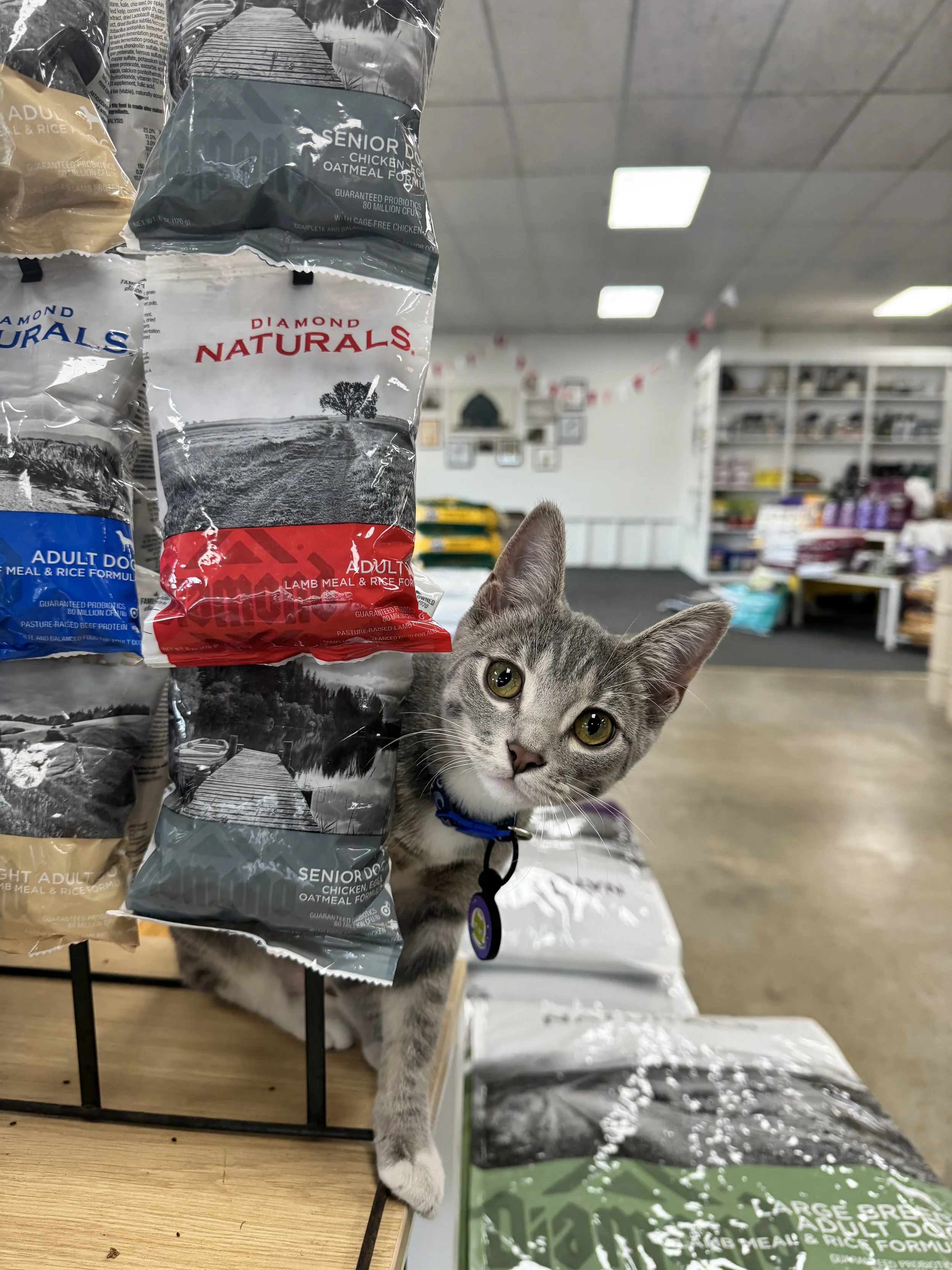 Kosmo Feed Store Cat