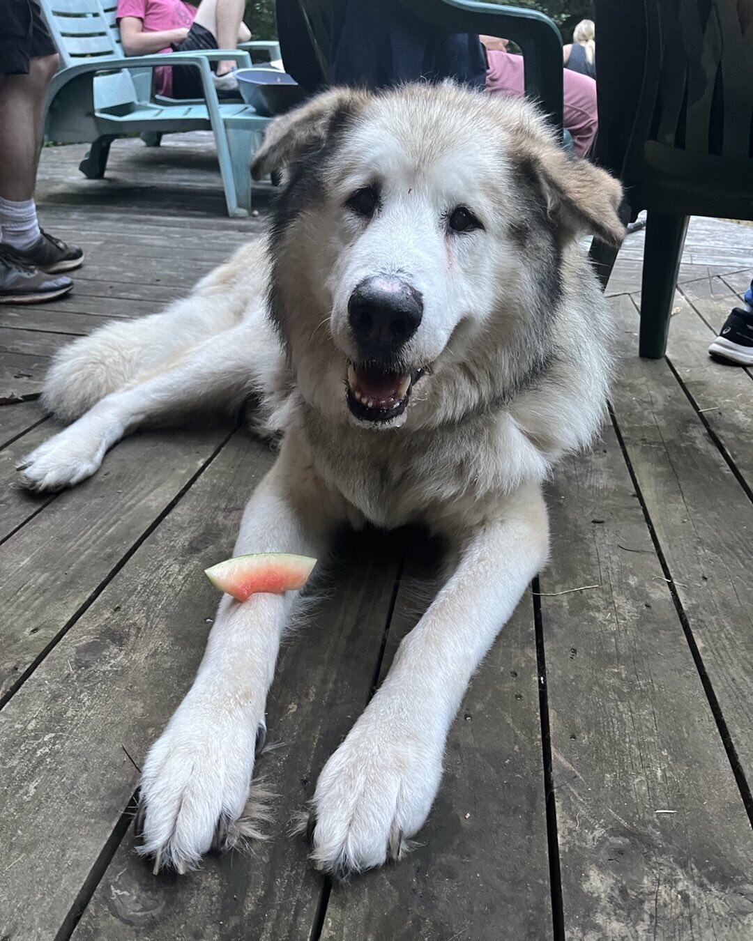 Our giant Alaskan Malamute having a little watermelon on a warm summer day!
#offgridlife #dogsofinstagram #thenetbeneathus #literarylife #writinglife