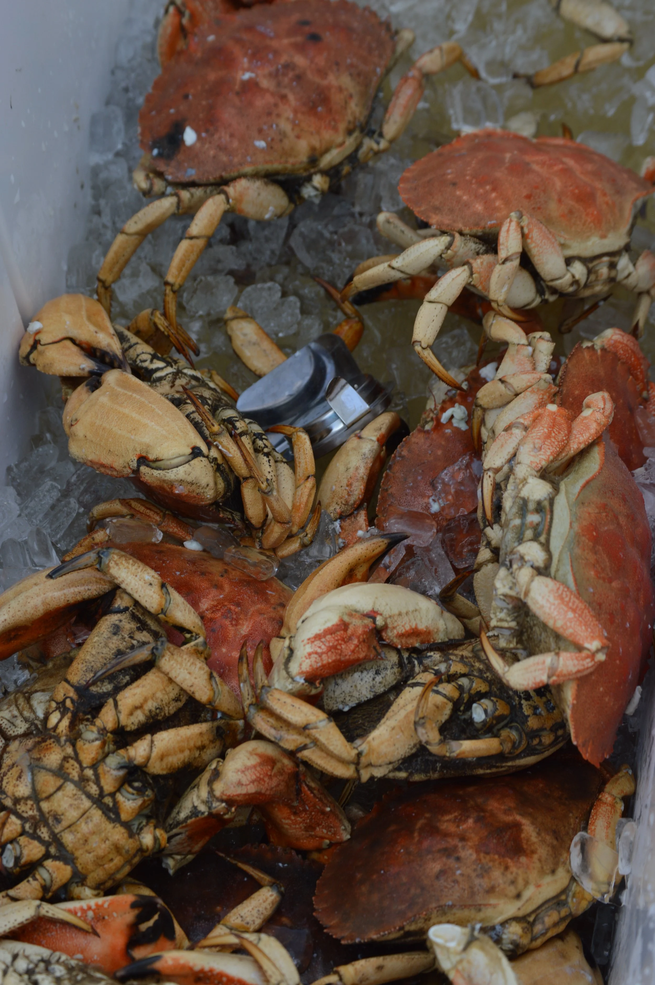 MA Div Marine Fisheries.JPG